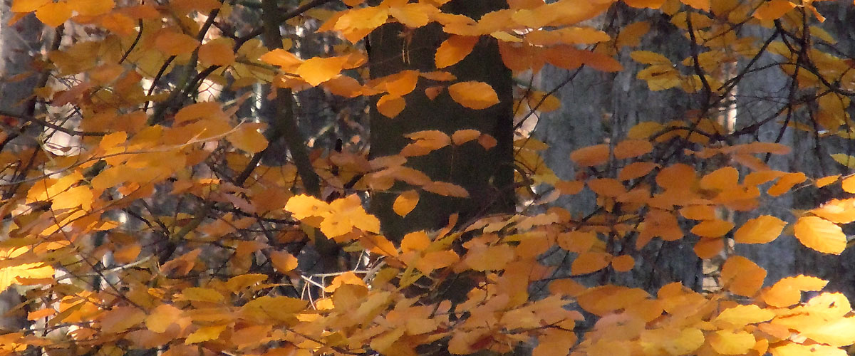Bannerbild