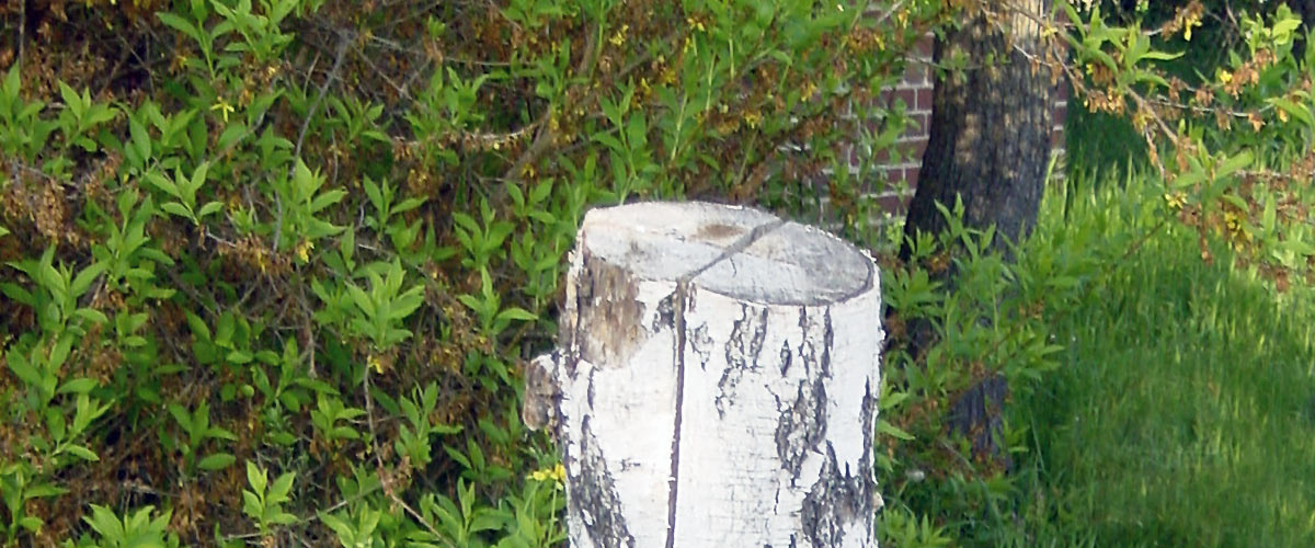 Bannerbild
